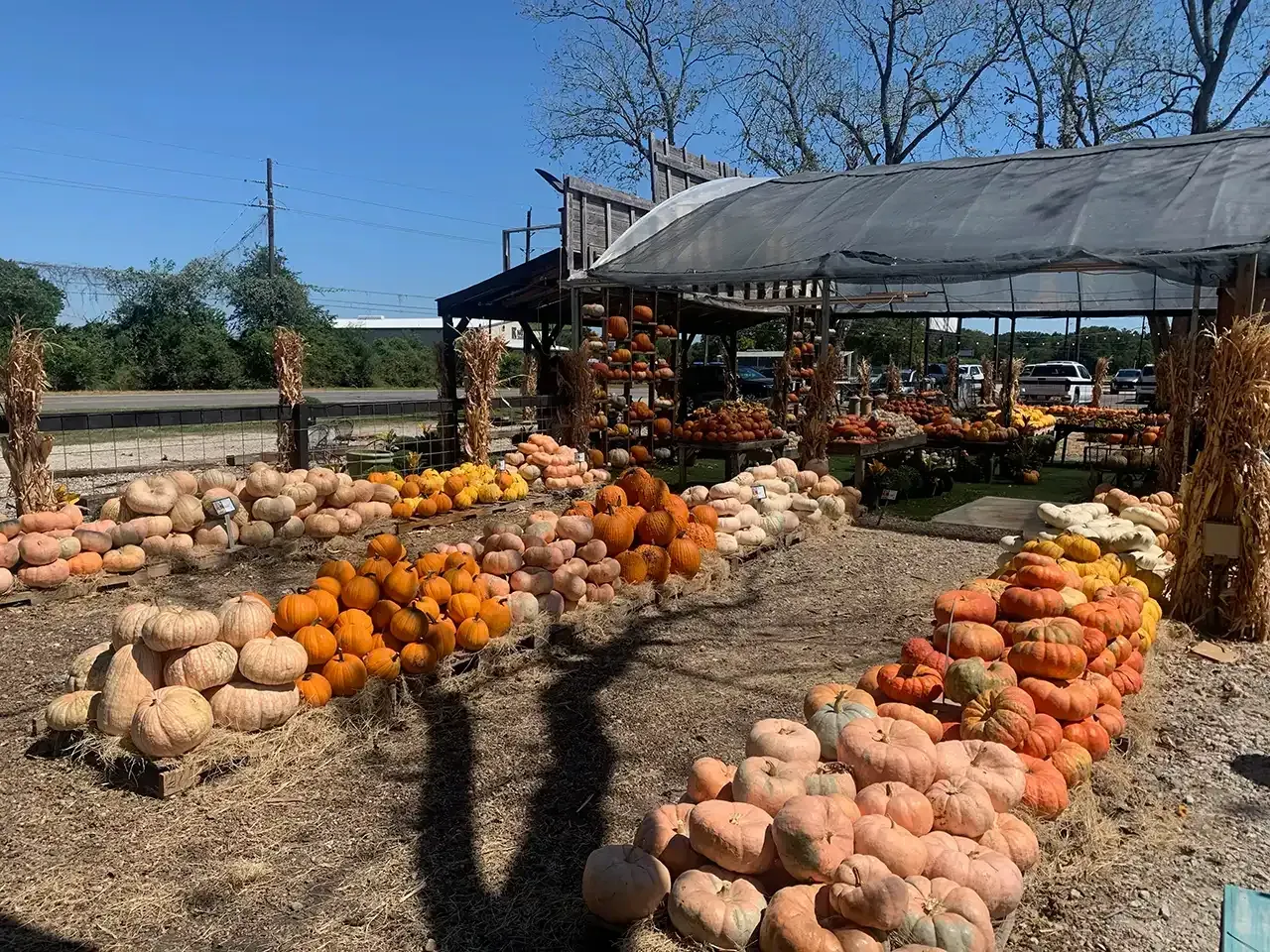 Pumpkin patch: various pumpkins in shades of orange and tan arranged on hay bales, under a shaded structure, sunny day.