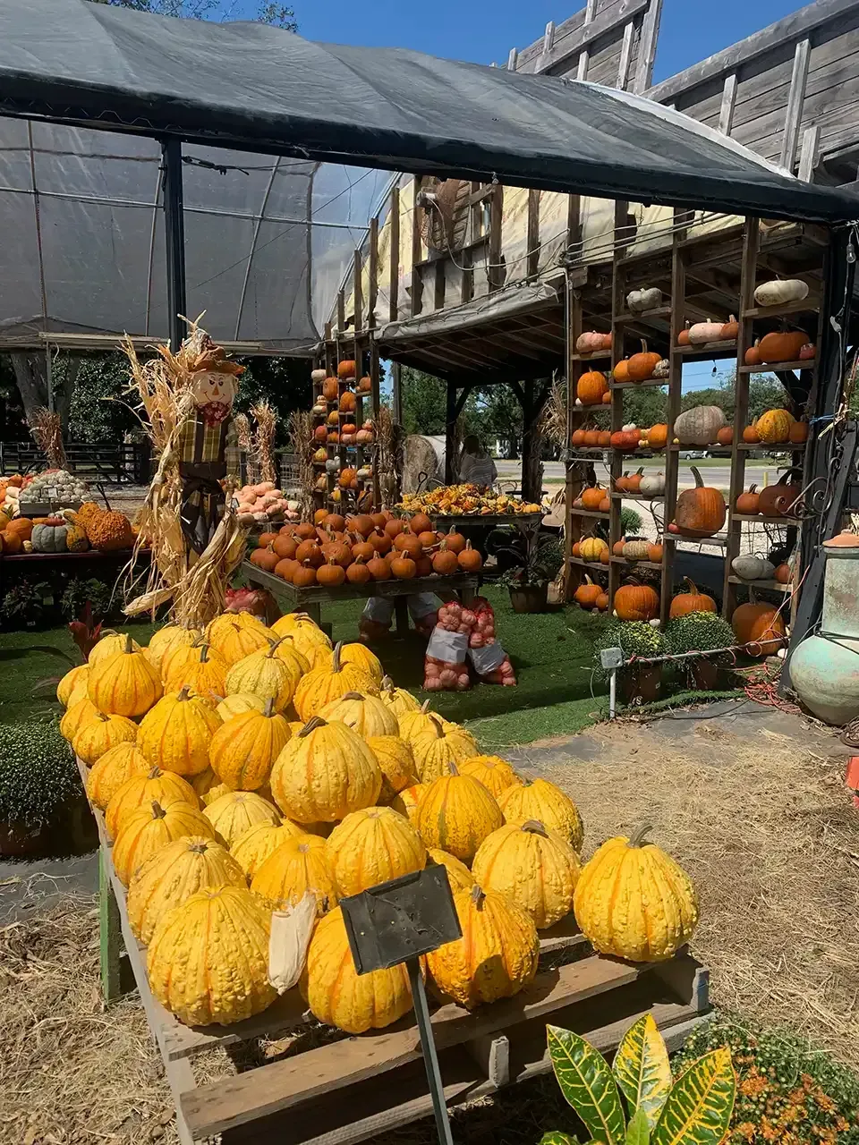 Pumpkins of various sizes and colors displayed at a seasonal market.