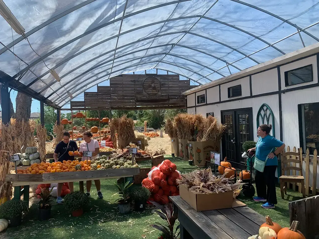 Pumpkin patch scene: pumpkins, gourds, shoppers under a covered structure. Display table, hay, and a white building.
