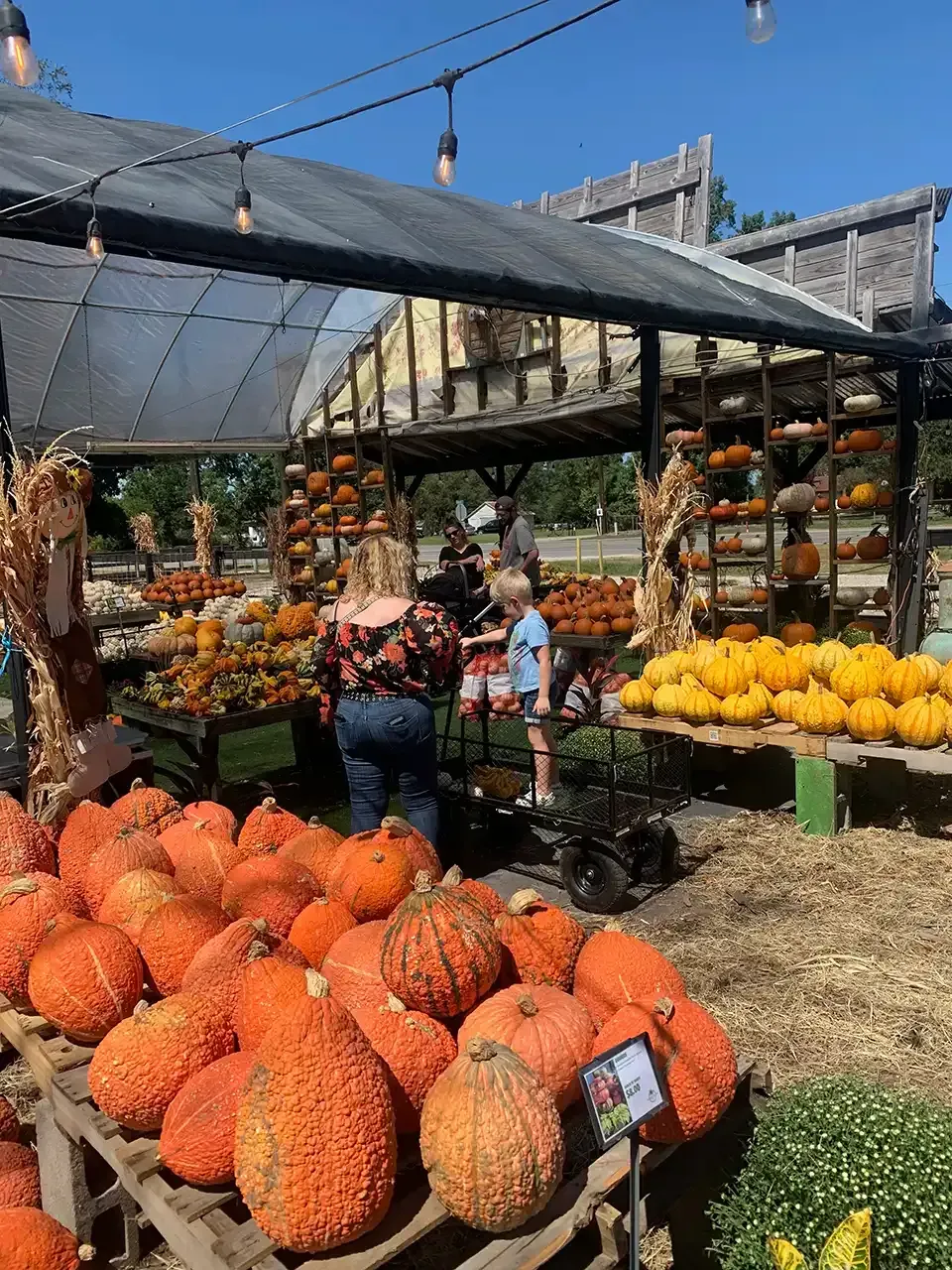 Pumpkins for sale at an outdoor market. People are shopping. Sunlight.