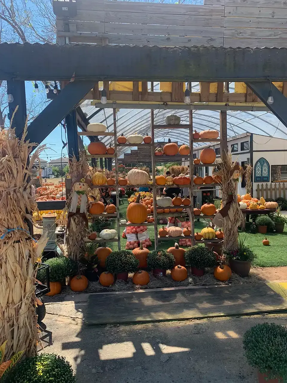 Pumpkins on display at a farm stand under a wooden pergola, with mums and corn stalks.