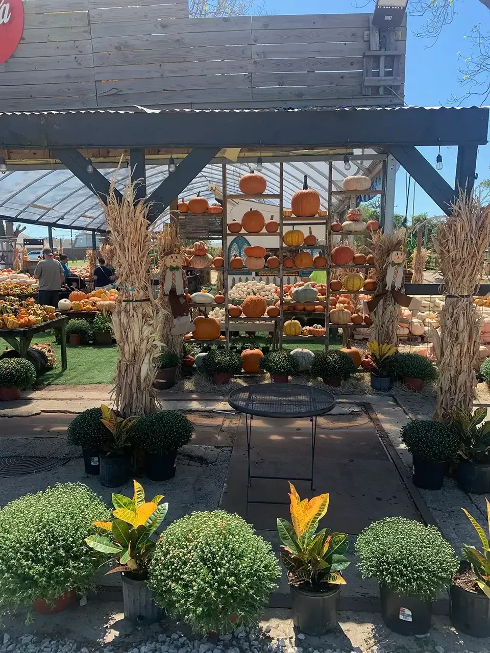 Pumpkin display at a farm stand: Various pumpkins on shelves with mums and corn stalks.