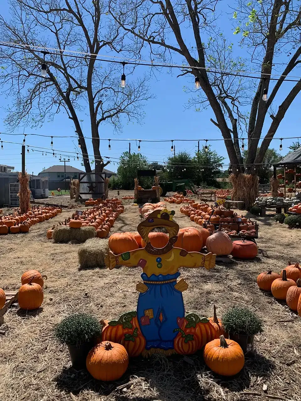 Pumpkin patch with scarecrow, rows of pumpkins, hay bales, and string lights.