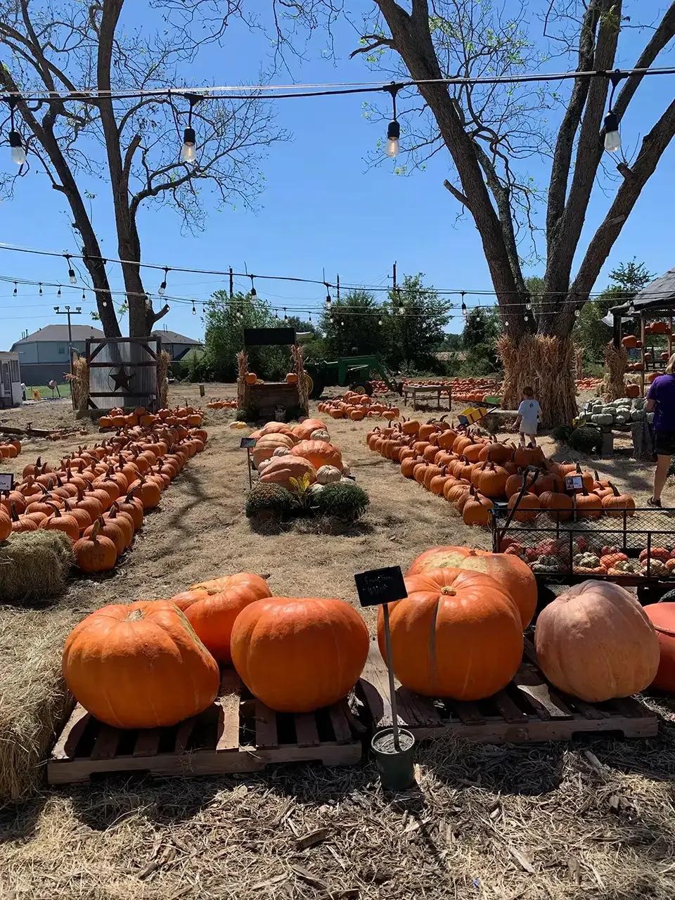Pumpkin patch with rows of pumpkins on a sunny day. Large orange pumpkins in foreground.