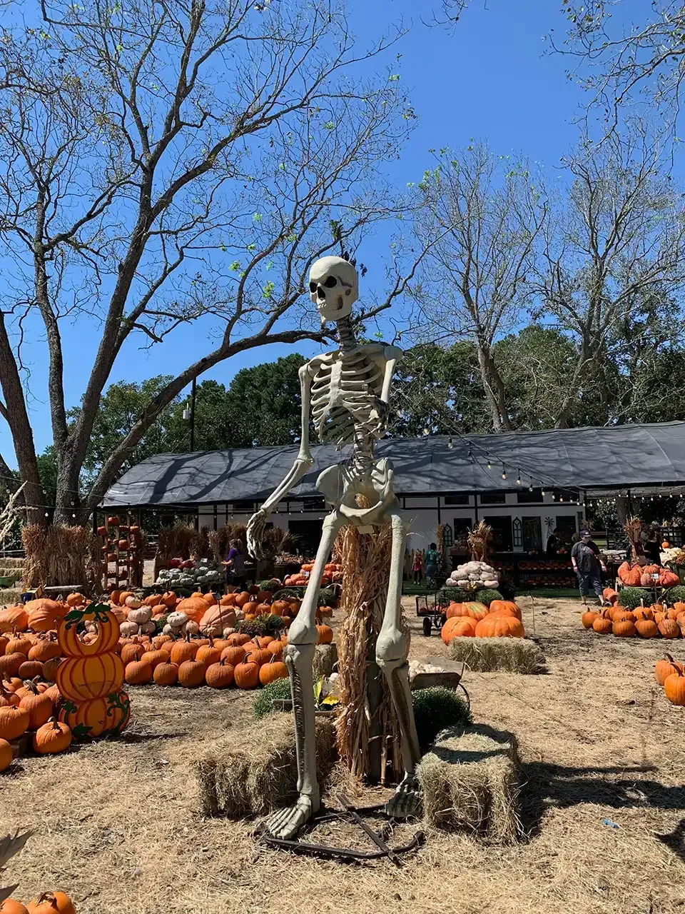 Skeleton stands among pumpkins in a pumpkin patch.