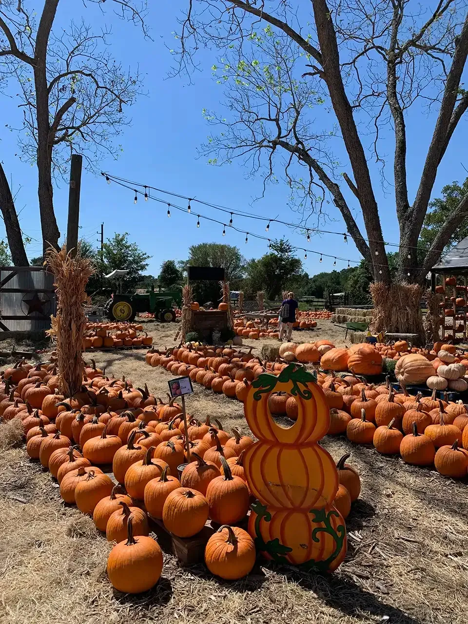Pumpkin patch with orange pumpkins, string lights, and trees on a sunny day.