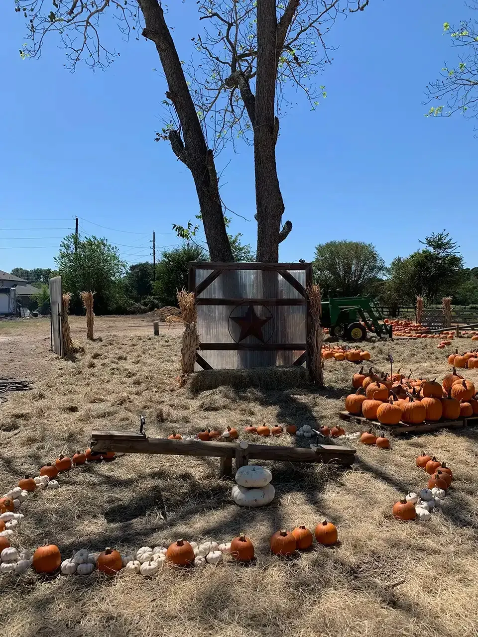 Pumpkin patch scene with a tree, pumpkins, and a decorative wooden structure under a blue sky.