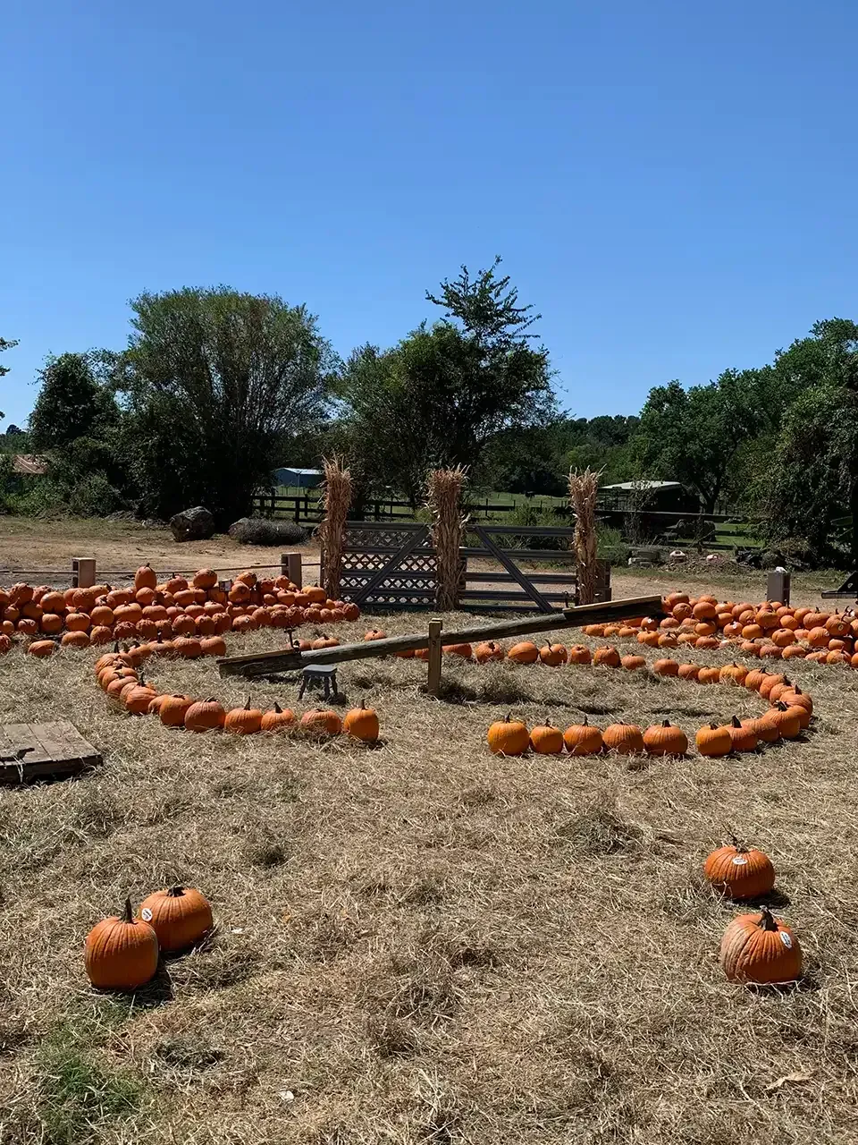 Pumpkin patch with pumpkins arranged in a circle. Wooden sign in background, clear blue sky.
