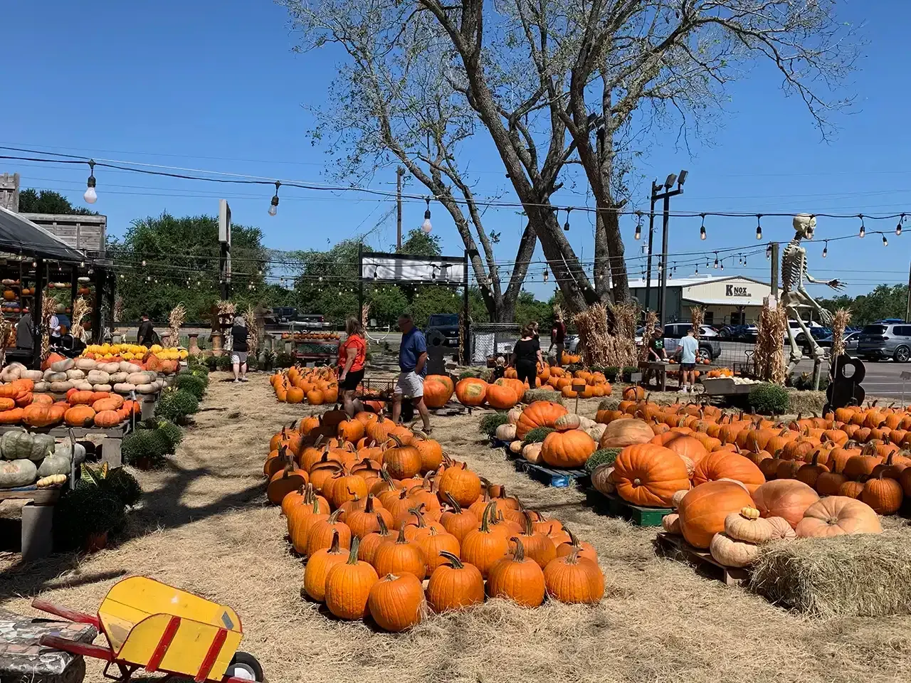 Pumpkin patch with rows of orange pumpkins on display under a bright blue sky.
