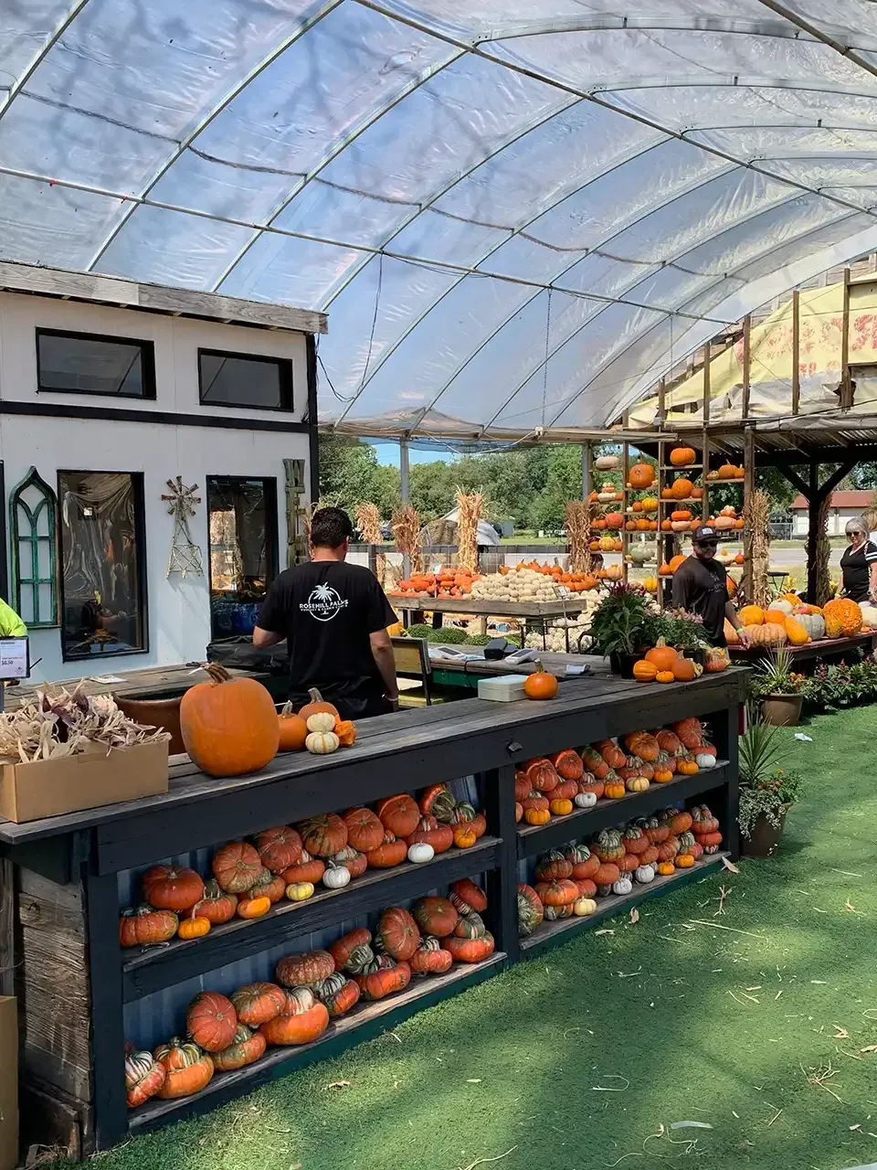 Pumpkin stand under a canopy, displaying various pumpkins. A person works behind the counter.
