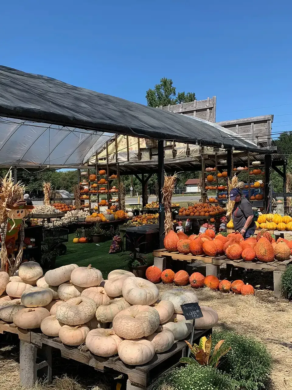 Pumpkin and squash display at an outdoor market under a canopy. Vendor and customers visible.