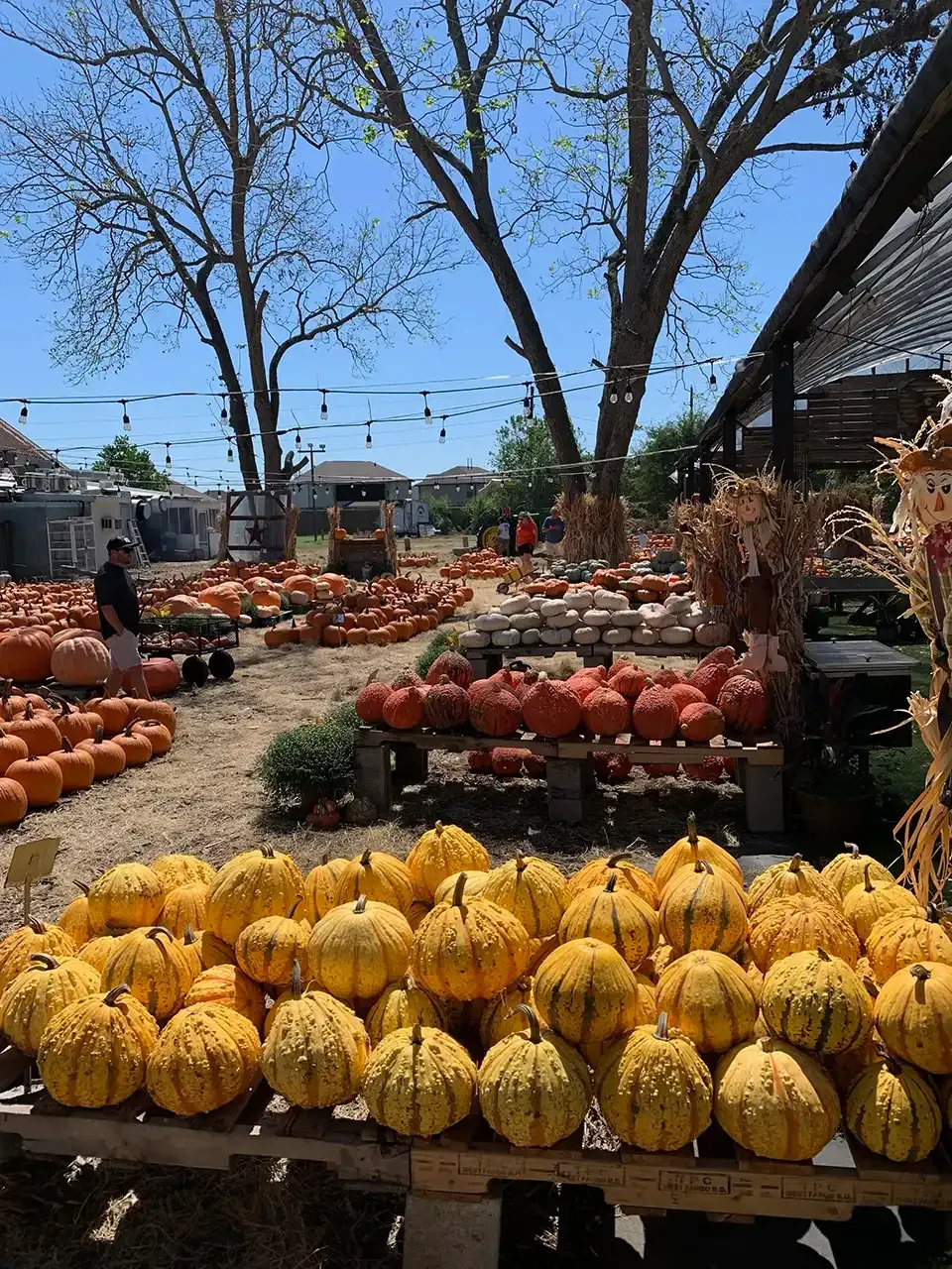 Pumpkin patch with many pumpkins in various colors, trees, and blue sky.