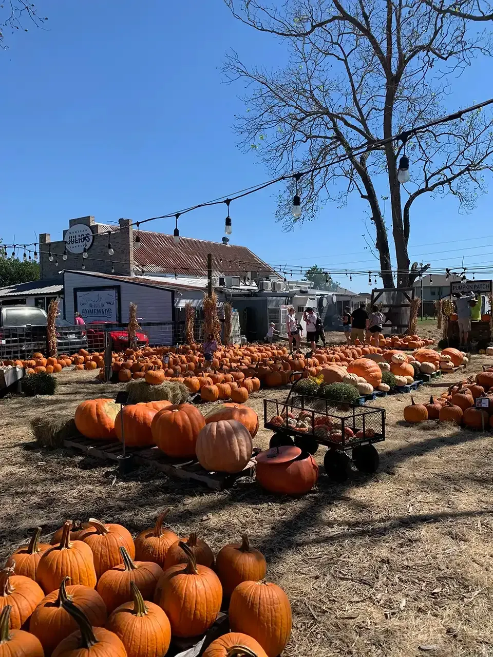 Pumpkin patch with pumpkins of various sizes on display under a sunny sky.