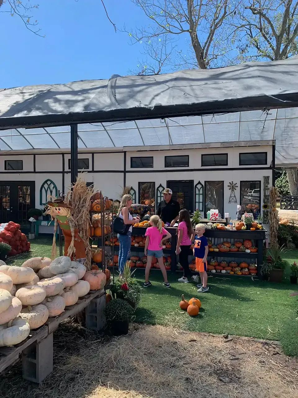 Pumpkin patch stand with customers selecting pumpkins. A bright day with pumpkins on display.