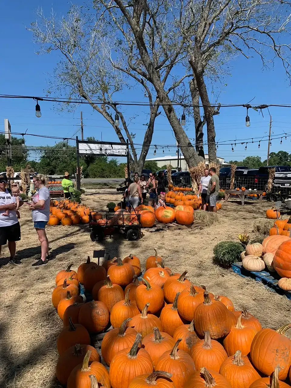 Pumpkin patch with orange pumpkins, people, and trees on a sunny day.