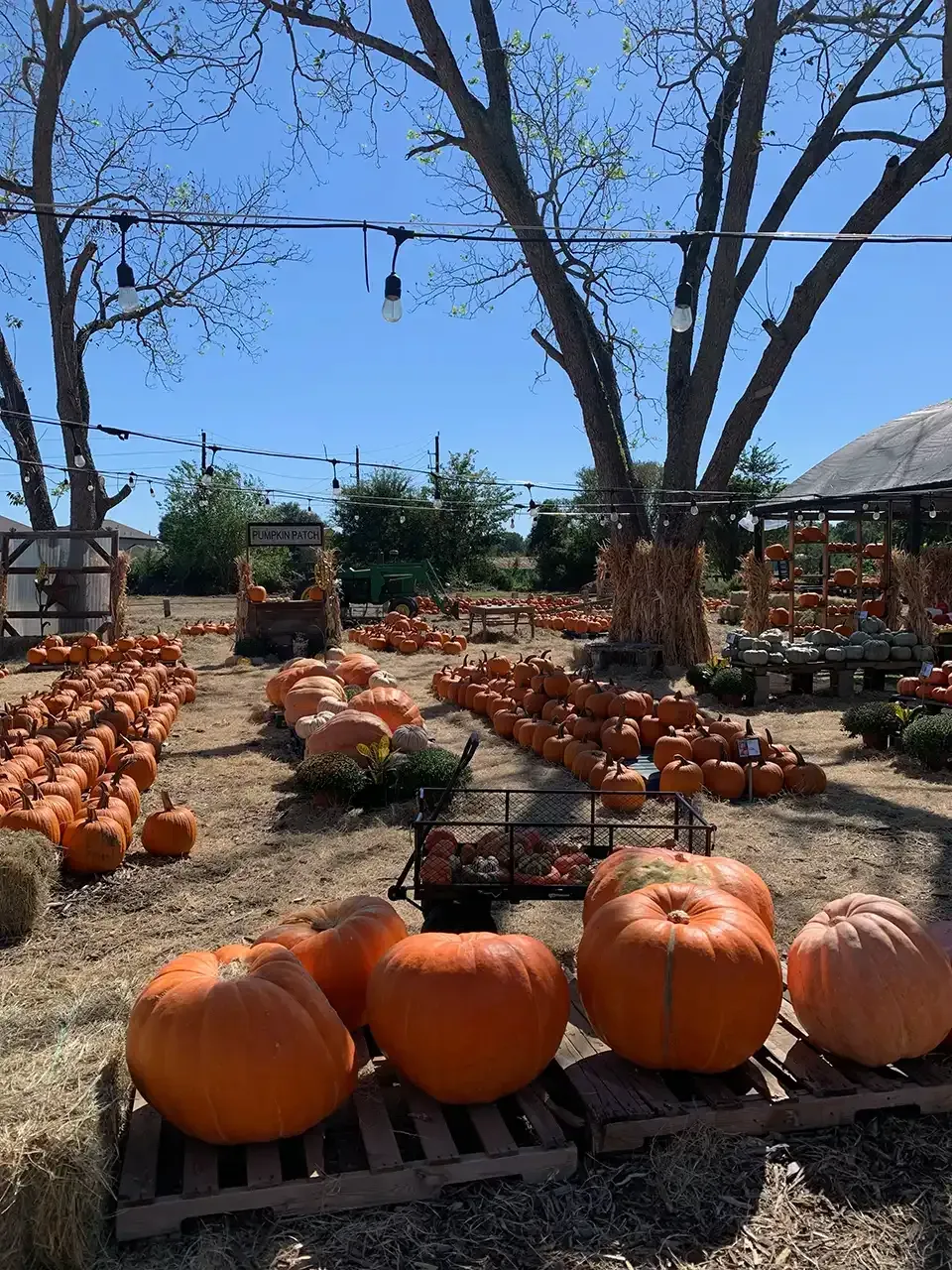Pumpkin patch with rows of orange pumpkins under a clear blue sky.