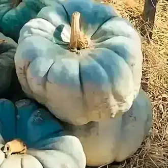 Blue Jarrhdale pumpkins with ribbed sides and tan stems stacked in a field.