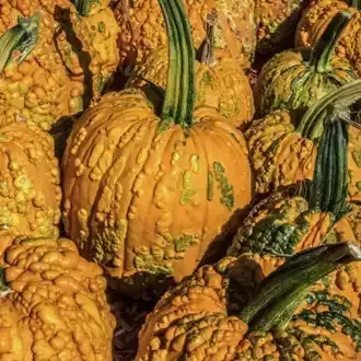 Pile of warty orange pumpkins with green stems.