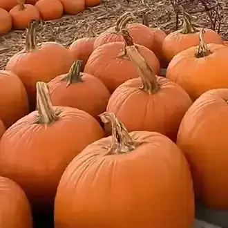 Orange Cinderella pumpkins in an outdoor setting.