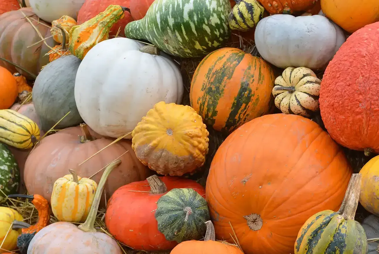 Most Popular Types of Pumpkins for Porch Displays post image