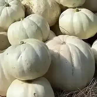 White ghost pumpkins stacked on hay.