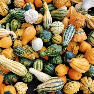 Pile of colorful gourds: orange, green, white, and yellow. Various shapes and sizes, harvested for autumn.