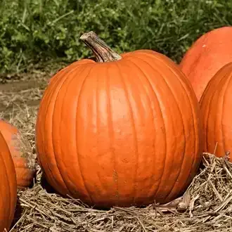 Jack O' lanterns pumpkin with a green stem, sitting on hay with other pumpkins.