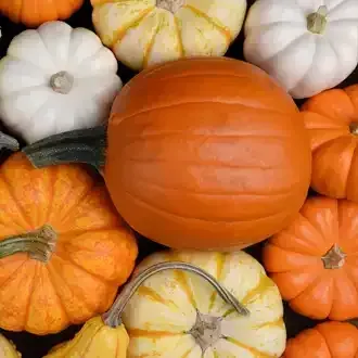 Assorted og mini pumpkins in various colors, including orange, white, and yellow.