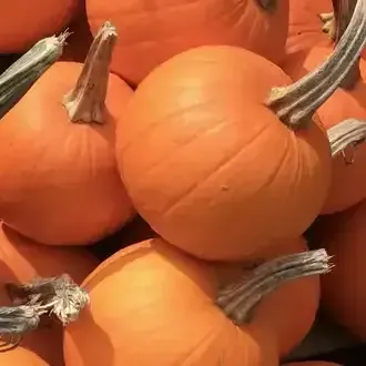 Orange Pie pumpkins with thick stems piled together.