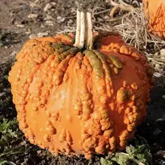 Warty Sunset pumpkin with textured, bumpy skin. Green near the stem.