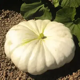 White Knight pumpkin