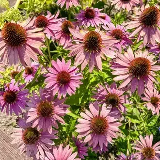 Rosehill Palms - The Best Native Plants for Houston Landscaping
 - Purple Coneflower (Echinacea)