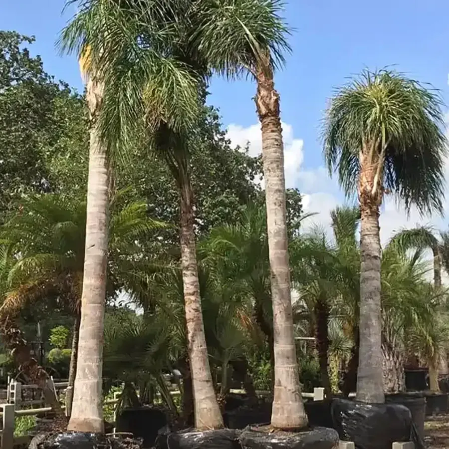 Queen Palm trees with slim trunks in a sunny outdoor nursery, some wrapped at the base in black pots.