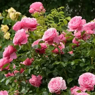 Rosehill Palms - Create Timeless, Traditional Landscaping with Classic Plants - Roses