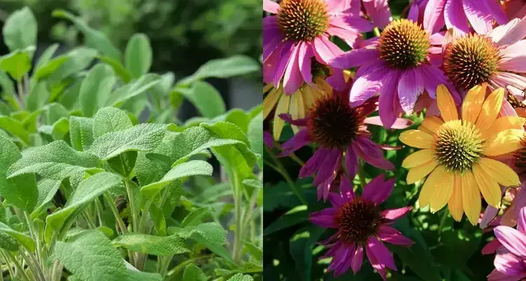 Rosehill Palms - How to Pick Plants for a Modern Landscape - Mediterranean Fan Palm and Dwarf Palmetto