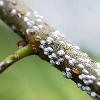 Rosehill Palms - How to Grow and Care for Yucca Plants - Scale Insects