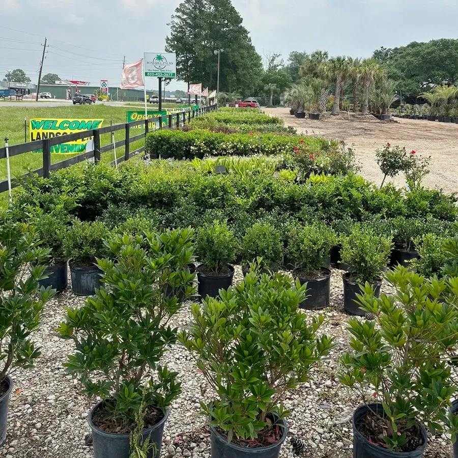 Rows of potted green plants at a garden center, with signs and a grassy field in the background.