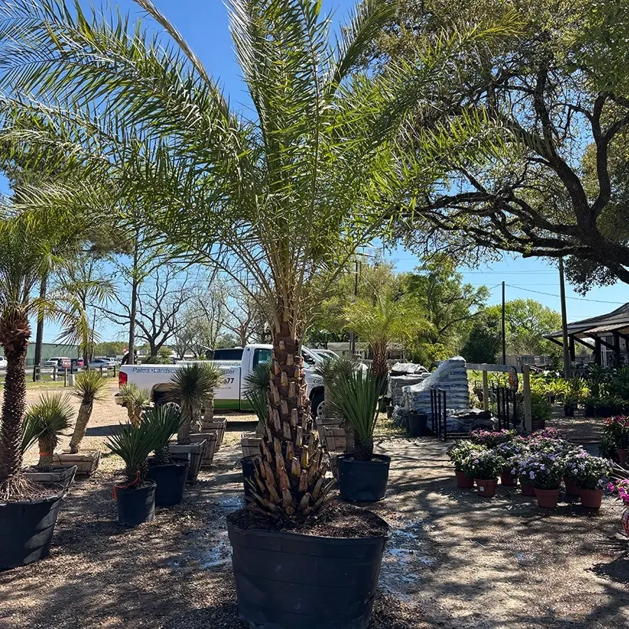 Potted palm tree in a sunny outdoor garden center with other plants and trees around it