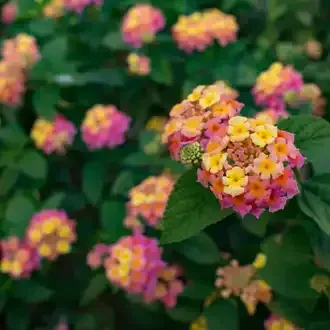 Rosehill Palms - The Best Native Plants for Houston Landscaping
 - Texas Lantana
