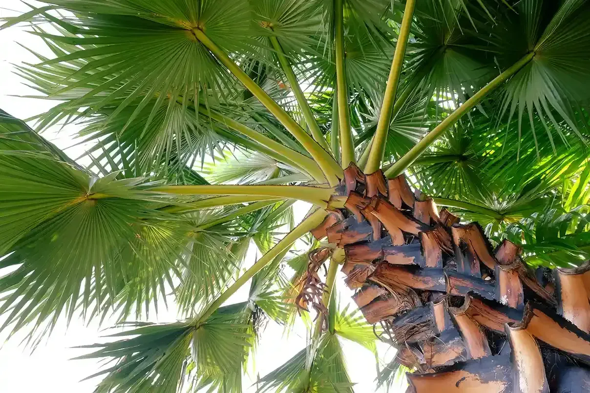 Low angle view of palm tree trunk and fan-shaped green leaves. Brown bark visible.