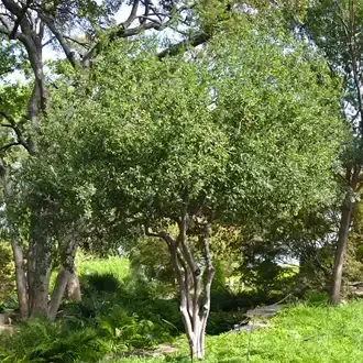 Rosehill Palms - The Best Native Plants for Houston Landscaping
 - Texas Persimmon