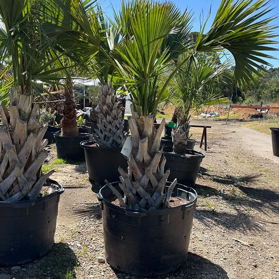 Potted palm-like plants lined up outdoors in a nursery, with spiky green fronds and black containers.
