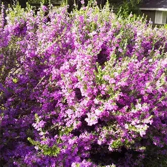 Rosehill Palms - The Best Native Plants for Houston Landscaping
 - Texas Sage (Cenizo)