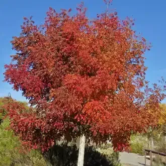 Rosehill Palms Top 10 Most Popular Trees - Chinese Pastiche