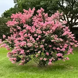Rosehill Palms Top 10 Most Popular Trees - Crape Myrtle