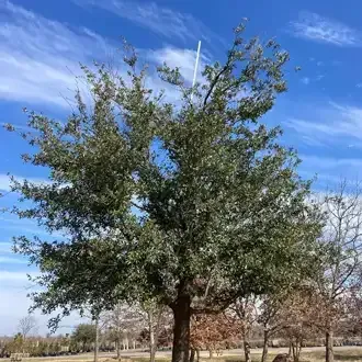 Rosehill Palms Top 10 Most Popular Trees - Live Oak