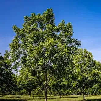 Rosehill Palms Top 10 Most Popular Trees - Pecan Tree