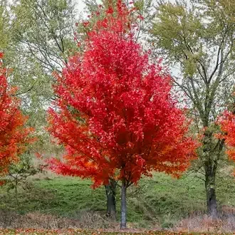 Rosehill Palms Top 10 Most Popular Trees - Red Maple