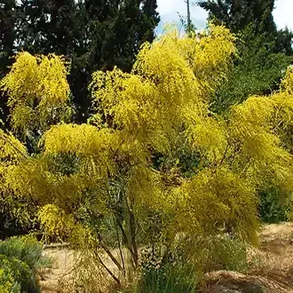 Rosehill Palms Top 10 Most Popular Trees - Retama Tree