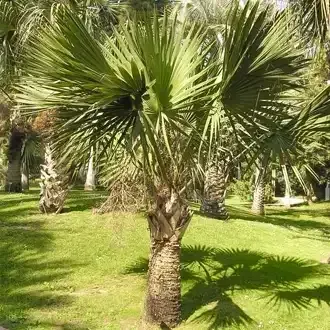 Rosehill Palms Top 10 Most Popular Trees - Sabal Palm